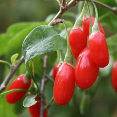 La baie de goji bio Greenfood séchée et cultivée biologiquement