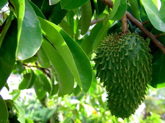 Le fruit du graviola corossol et ça feuille anti cancer naturel