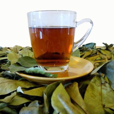 La tisane de feuilles de graviola corossol un traitement naturel contre le cancer