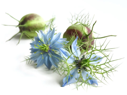 La graines de Nigelle bio nigella sativa plante pour le traitement anti-cancer naturel puissant