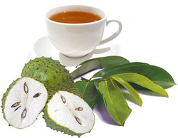 La tisane ou décoction de feuilles de graviola corossol est un anticancer naturel