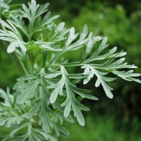 Artemisia annua contre le coronavirus covid-19