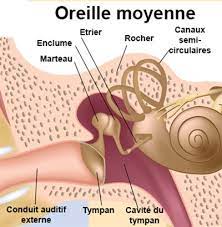 OREILLE INTERNE
OREILLE MOYENNE